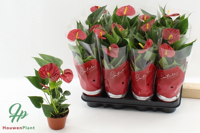 <h4>ANTHU AN SUCCESS RED</h4>