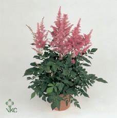 Astilbe japonica 'Henry Noblett'