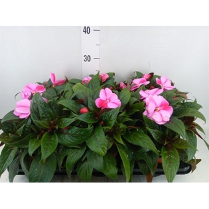 Impatiens NG 'ColPow Lavender Flam'