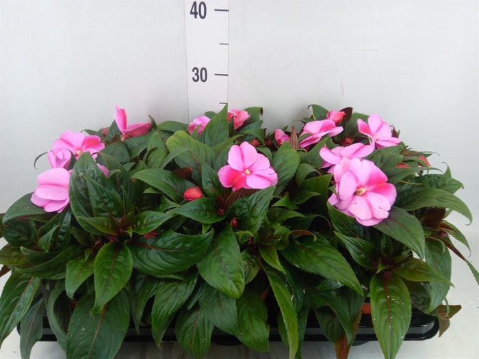 <h4>Impatiens NG 'ColPow Lavender Flam'</h4>