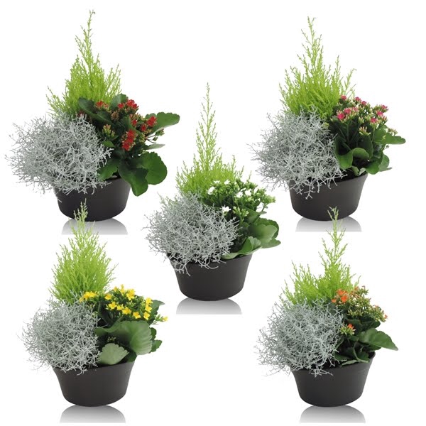 <h4>Arrangement Schaal 19 cm</h4>