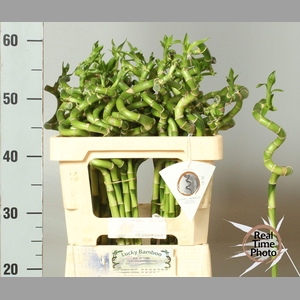 DRAC LUCKY BAMBOO