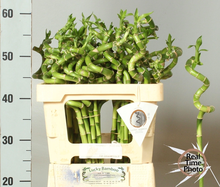 <h4>DRAC LUCKY BAMBOO</h4>