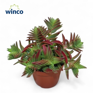 Crassula Capitella