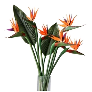 Strelitzia