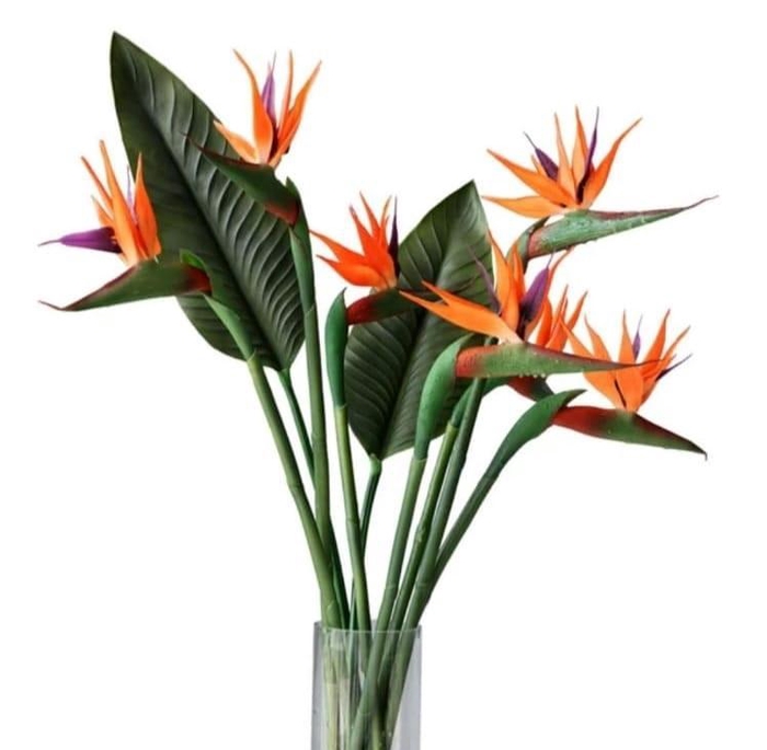 <h4>Strelitzia</h4>
