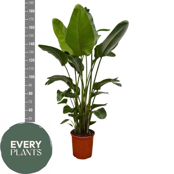 <h4>STRELITZIA NICOLAI</h4>