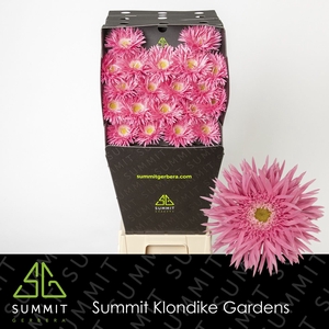 Germini Spider Firefly Diamond per kaart