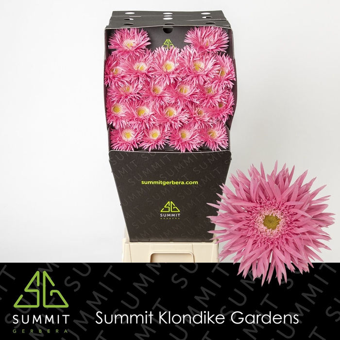 <h4>Germini Spider Firefly Diamond per kaart</h4>