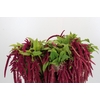 Amaranthus caudatus 'Red Cord'
