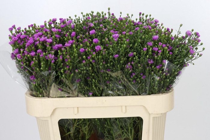 <h4>Aster Casarosa</h4>