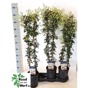 Clematis forst. 'Avalanche'