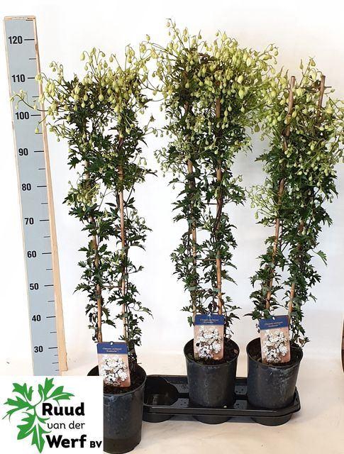 <h4>Clematis forst. 'Avalanche'</h4>