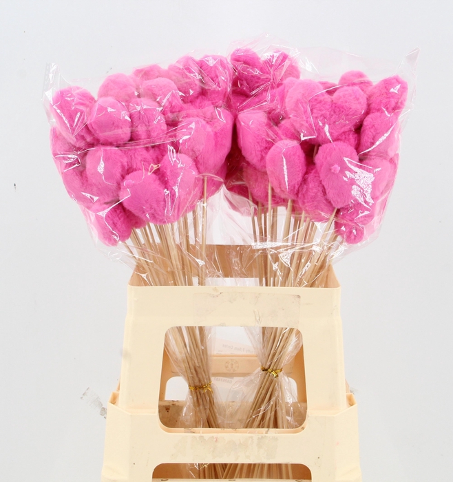 <h4>HUIS EN TUINDECO H%</h4>