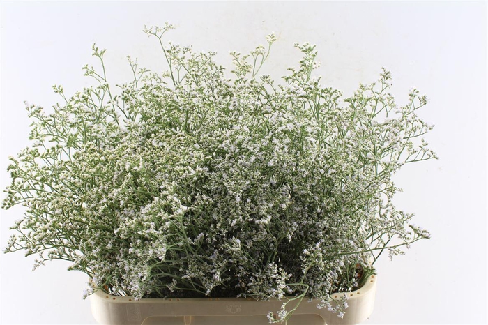 <h4>Lim Casp White Neto</h4>