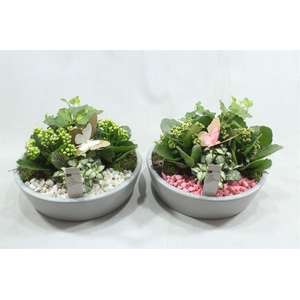 4267 GREY KON LAAG ROZE/WIT