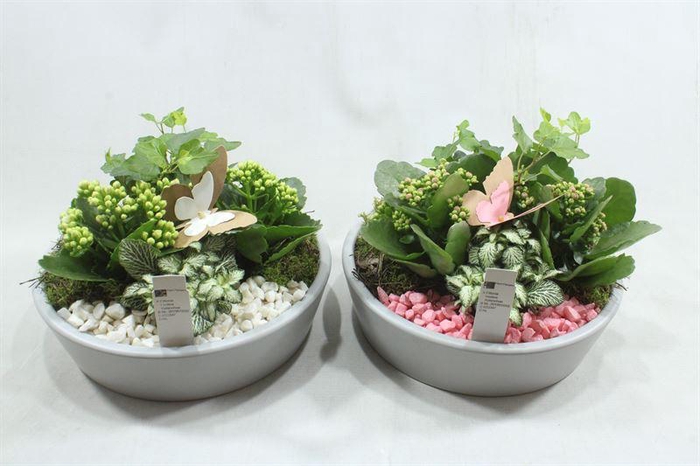 <h4>4267 GREY KON LAAG ROZE/WIT</h4>