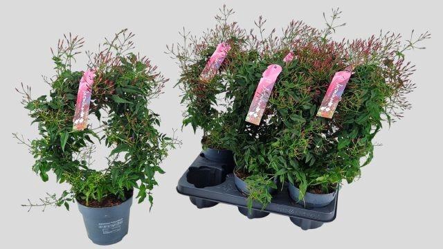 <h4>Jasm Polyanthum Rz</h4>