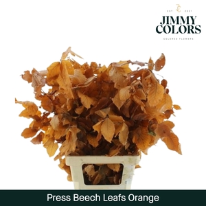 Preserved Beech Leafs Orange