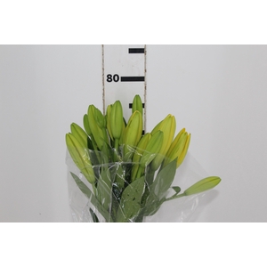 LIRIO LENTELLA 080 CM HT 2/3 FLS AMARELO