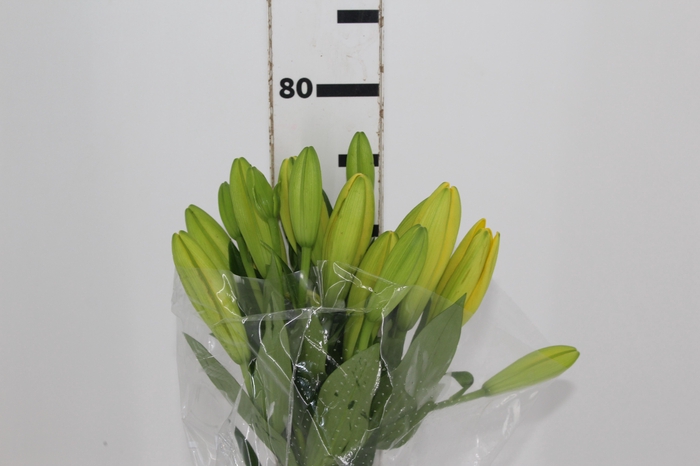 <h4>LIRIO LENTELLA 080 CM HT 2/3 FLS AMARELO</h4>