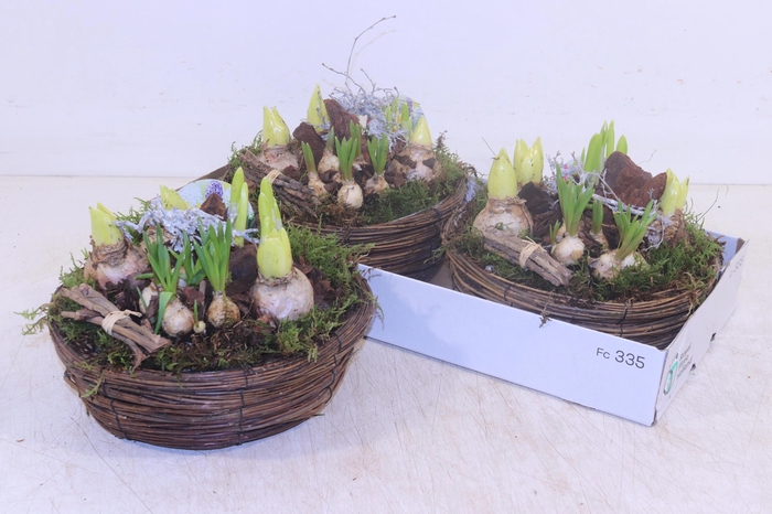 <h4>ARR BOL KNOLGEWAS</h4>