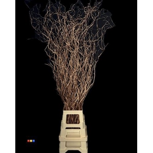 Salix 130cm Copper