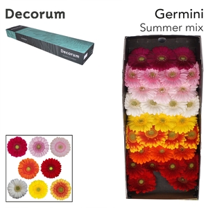 Germini Mix Summer Doos