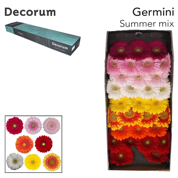 <h4>Germini Mix Summer Doos</h4>