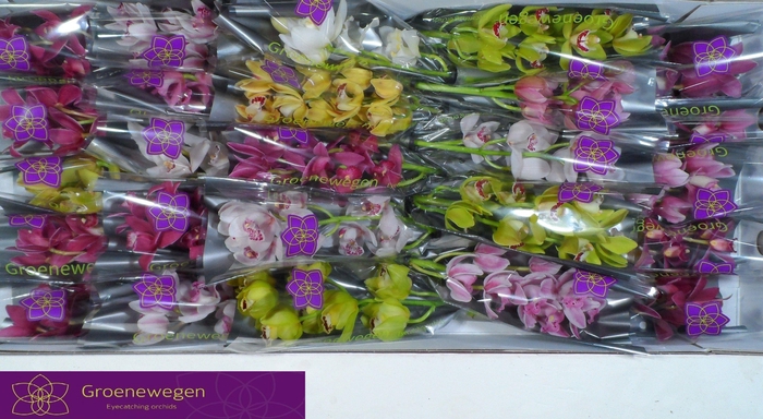 <h4>CYMB MI GEM</h4>