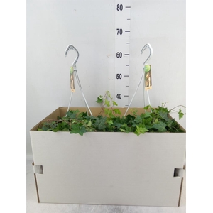 Hedera helix 'Pittsburgh'