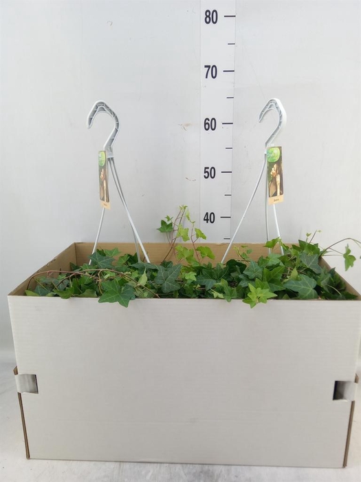 <h4>Hedera helix 'Pittsburgh'</h4>