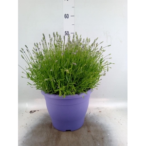 LAVANDULA ANGUS. 'ESSENCE PURE' LAV