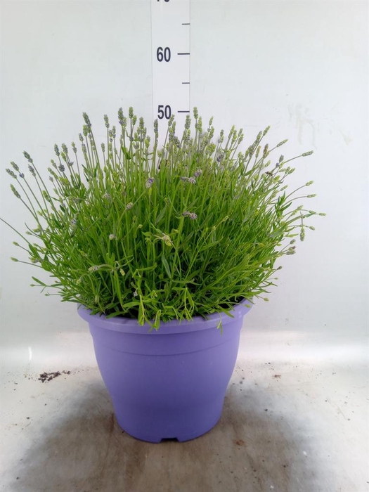 <h4>LAVANDULA ANGUS. 'ESSENCE PURE' LAV</h4>