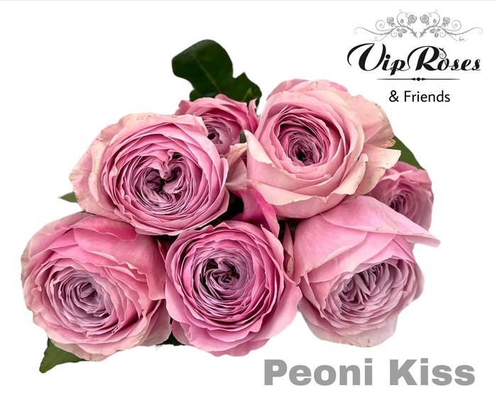 R GR PEONI KISS