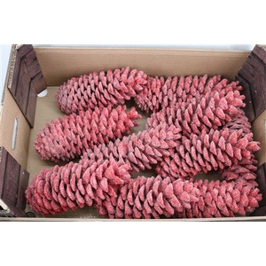 WAX SUGAR PINE GL ROOD KERST*