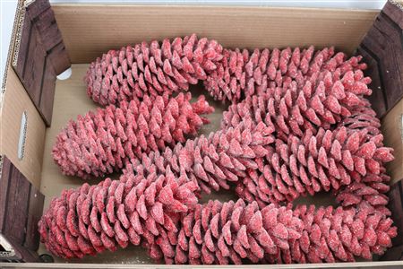 <h4>WAX SUGAR PINE GL ROOD KERST*</h4>