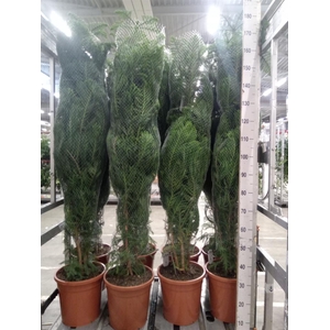 Araucaria heterophylla