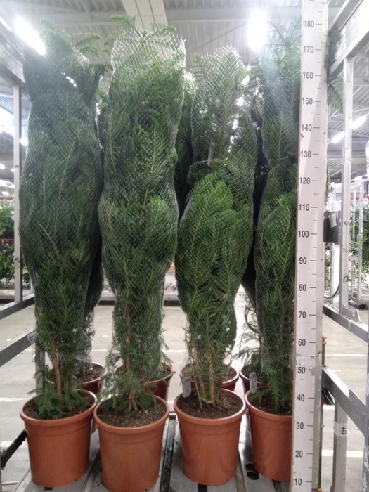 <h4>Araucaria heterophylla</h4>