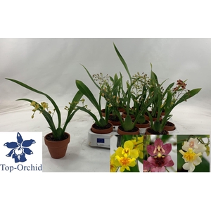 ONCIDIUM OV