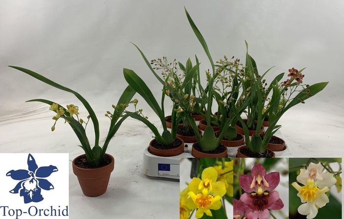 <h4>ONCIDIUM OV</h4>