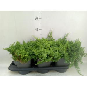 Juniperus procumbens 'Nana'