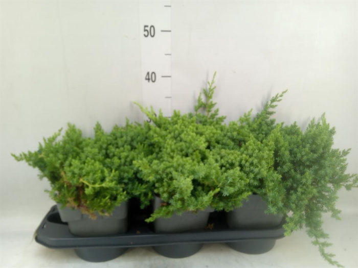 <h4>Juniperus procumbens 'Nana'</h4>