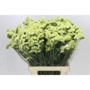 Limonium Statice Yellow