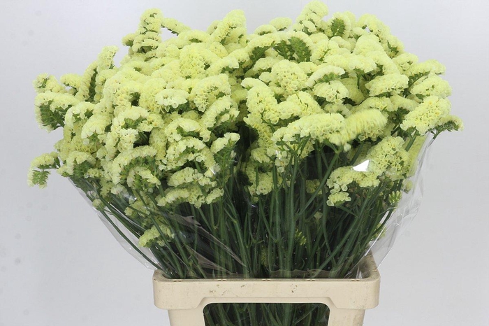 <h4>Limonium Statice Yellow</h4>