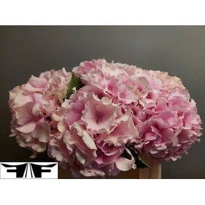 HYDR M ROYAL GRANDEU