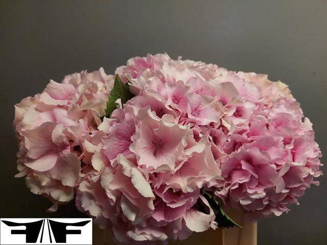 <h4>HYDR M ROYAL GRANDEU</h4>
