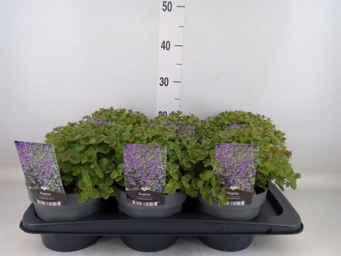 <h4>Nepeta faassenii</h4>