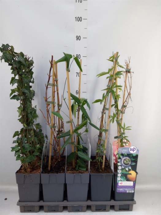 <h4>Klimplanten   ...</h4>