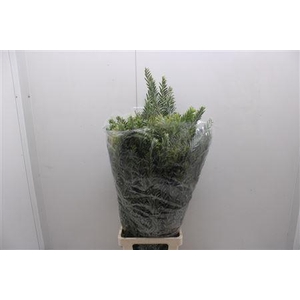 Mimosa Luna D'argento Xxl